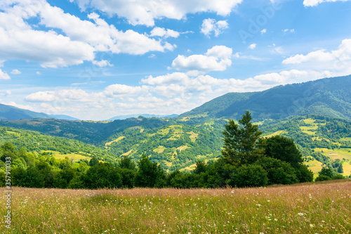 grassy mountain meadow in summer. idyllic landscape on a sunny day. scenery rolling in to the distant ridge. beautiful blue sky with puffy clouds