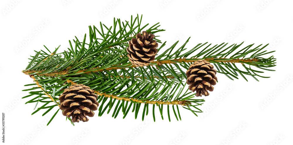 Spruce branch with pinecone isolated on white background with clipping path Spruce branch with pinecone isolated on white background with clipping path