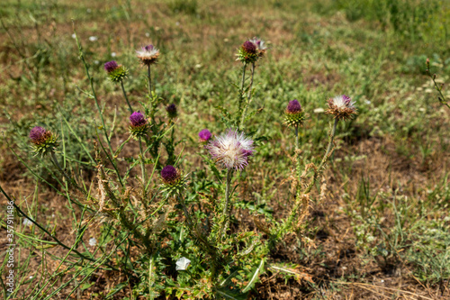 Dry milk thistle. Mediterranean rmilk thistle ready to pick. Silybum marianum. Dry yellow flower of a plant with spikes on a brown soil soft of focus in background