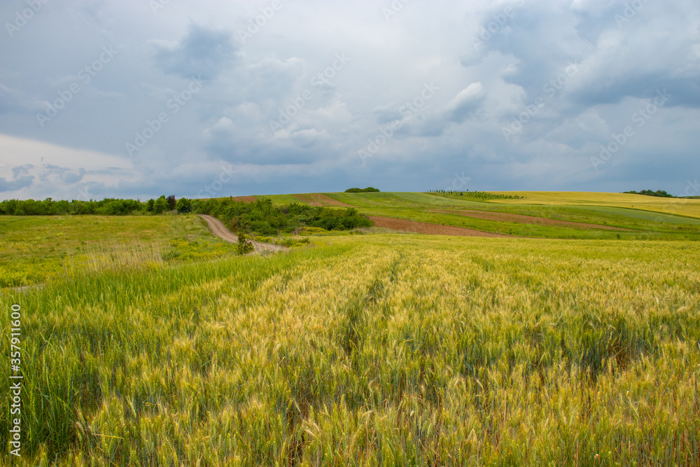 green field and blue sky