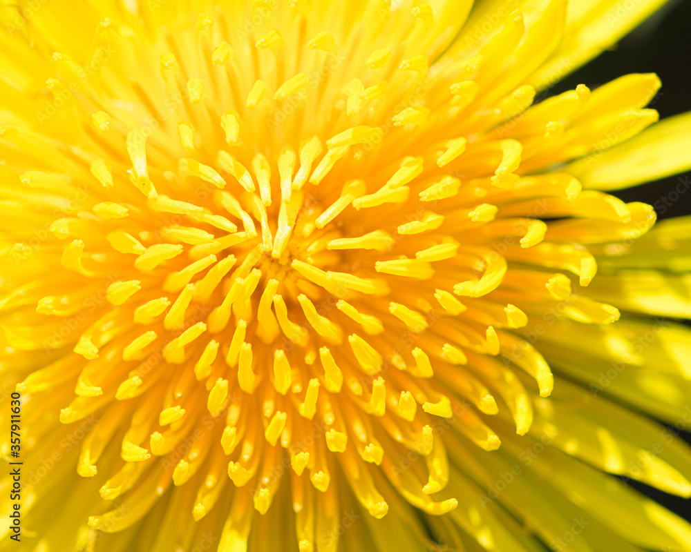 Macro of a large yellow dandelion close-up with a blooming flower Bud. Bud yellow of a dandelion. Spring flowering of wild flowers. Petals close-up. Yellow flower Bud. Macro of a large yellow dandelion close-up with a blooming flower Bud. Bud yellow of a dandelion. Spring flowering of wild flowers. Petals close-up. Yellow flower Bud.