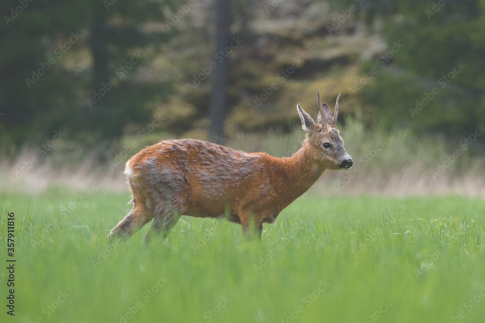 roe deer in a field roe deer in a field