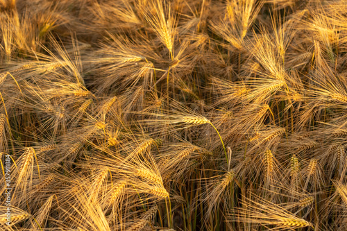 ears of wheat