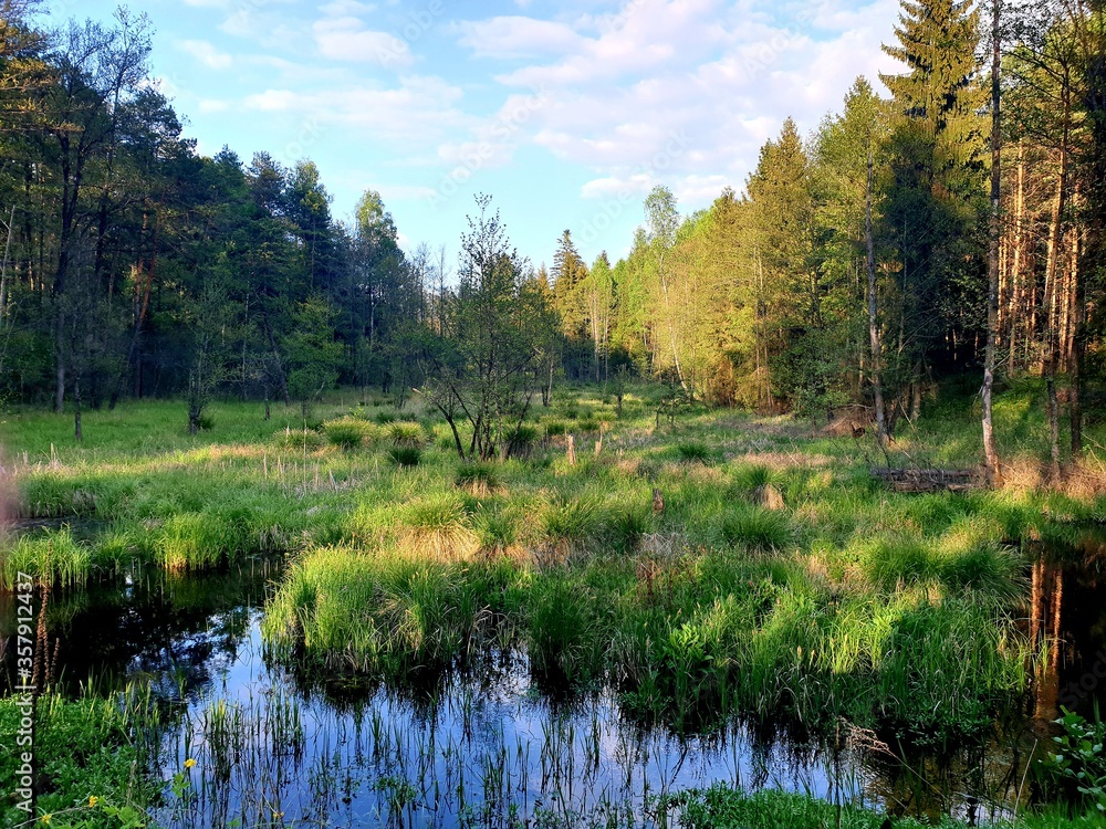 swamp in the forest on a sunny summer day