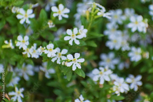 bunch of white flowers in a garden park