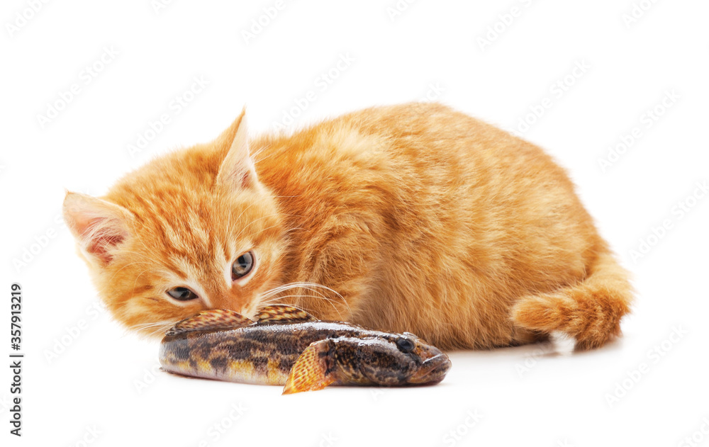 Little red kitten with fish.