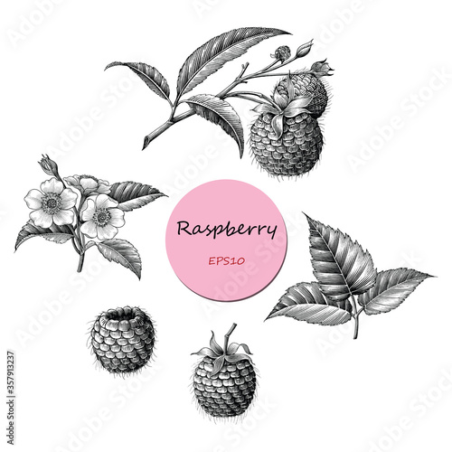 Raspberry fruit botanical collection hand draw vintage style black and white clip art isolated on white background