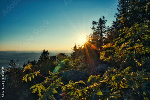 Sunset in the forest with a panoramic view of the valley. Copy space