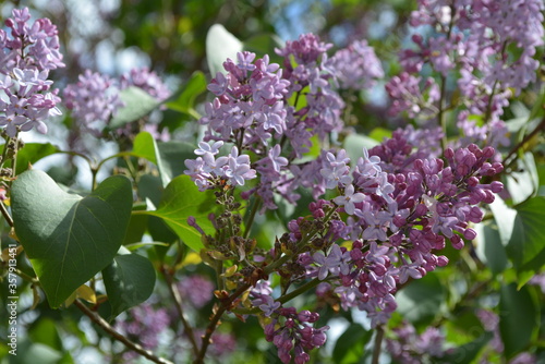 nature is exploding in spring