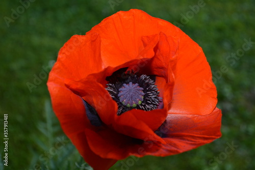 perfectly red poppyflower