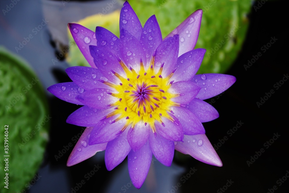 Bright violet lotus flower droplet on petals blur background Bright violet lotus flower droplet on petals blur background