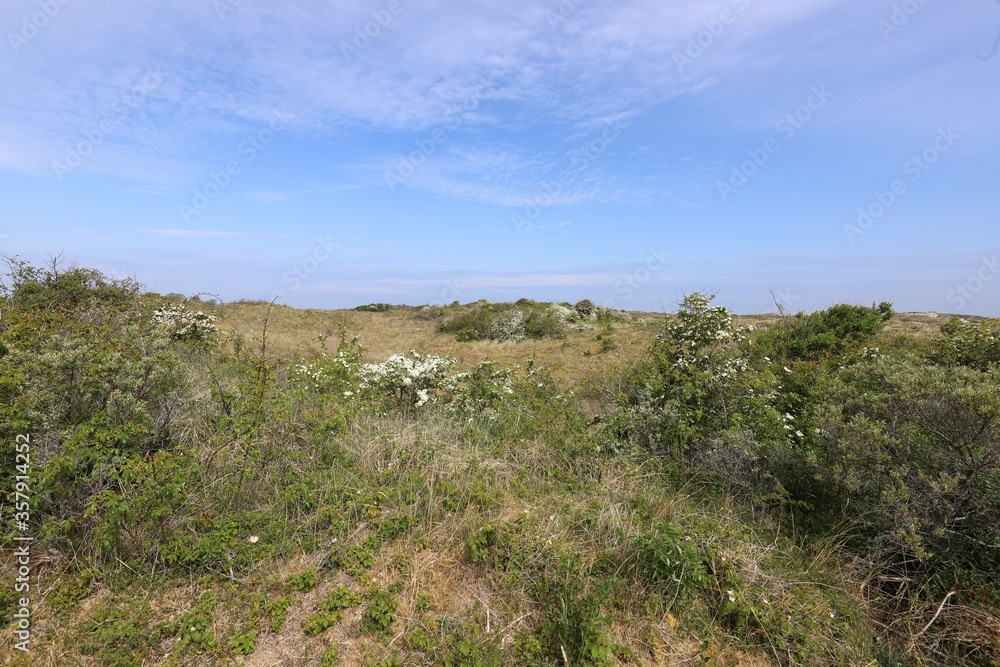 Beautiful spring green dune landscape on a European island. Photo was taken on a sunny day in May.