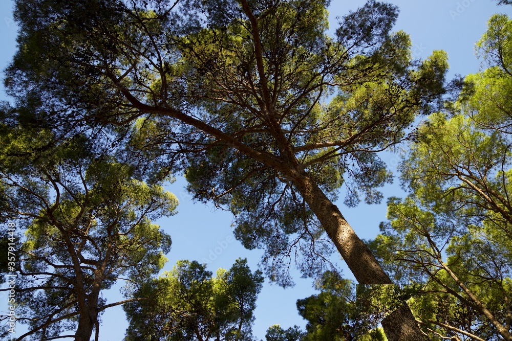 Obraz premium Trees in a park