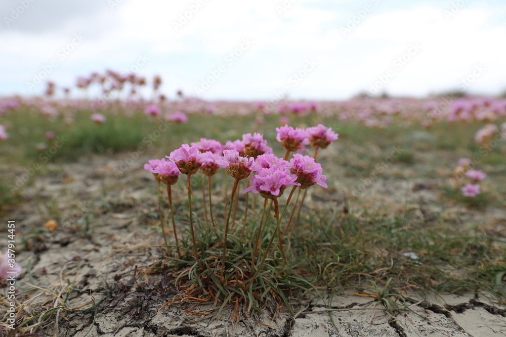 Obraz premium Beautiful close up of flowering English grass in a dry salt marsh in a nature reserve.