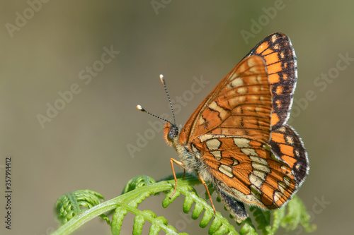 Endangered and protected Scarce fritillary (Euphydryas maturna) resting on fern