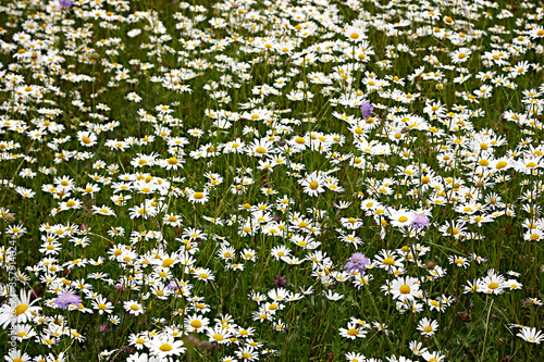 meadow, flowers, blossom, spring, grass