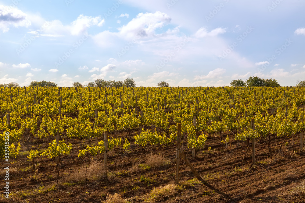 Countryside beautiful farms and vineyards plantation grapes