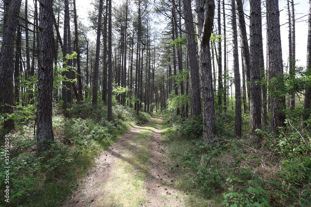 Landscape with empty sand path through an old spruce forest. Landscape with empty sand path through an old spruce forest.