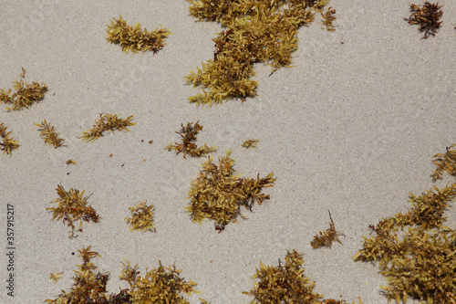 sand with algae on the beach. natural background, texture, pattern