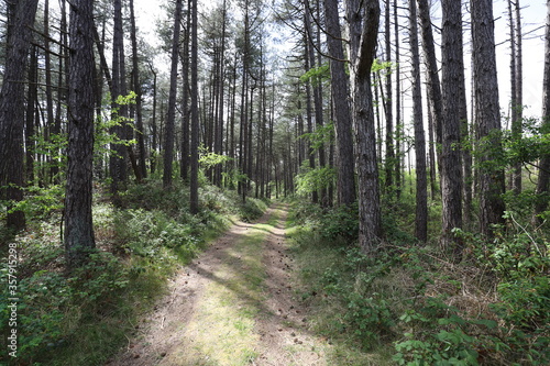 Landscape with empty sand path through an old spruce forest.