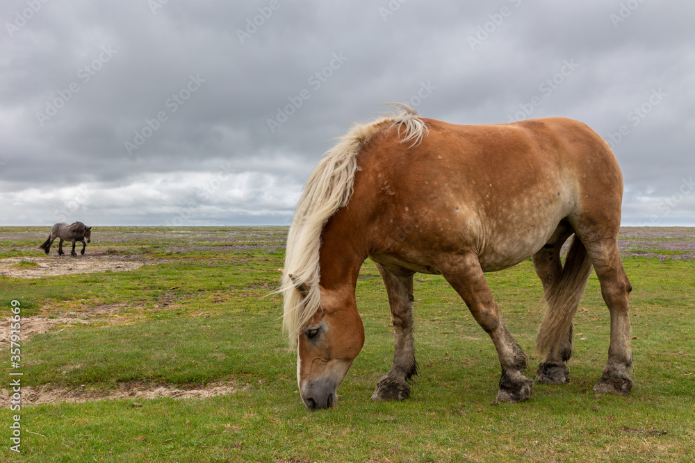 Horse on the salt meadows at the wadden sea on Juist, East Frisian Islands, Germany.