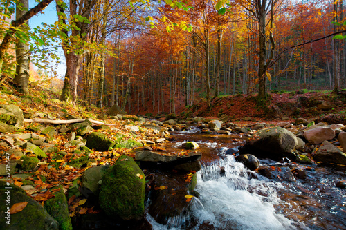 Fototapeta Naklejka Na Ścianę i Meble -  river on the autumn sunny day. wonderful landscape. forest in fall colors. mossy rocks on the shore. fresh and clean water concept