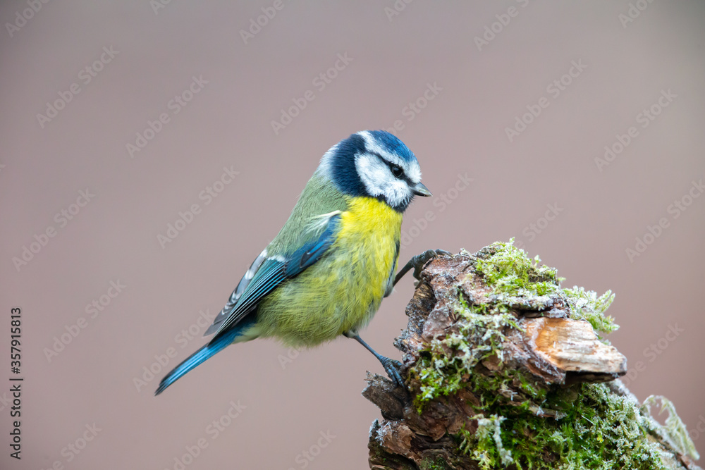 Eurasian blue tit (Cyanistes caeruleus) in the nature protection area Moenchbruch near Frankfurt, Germany. Eurasian blue tit (Cyanistes caeruleus) in the nature protection area Moenchbruch near Frankfurt, Germany.