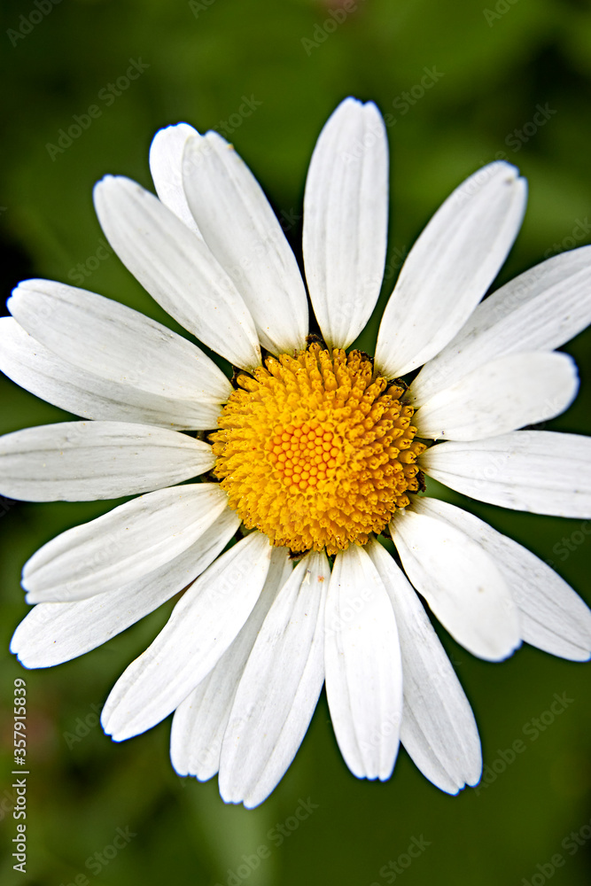 white blossom macro beauty white blossom macro beauty