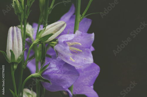 Closeup of purple blooming bellflower (Campanula persicifolia) isolated on grey background, copy space for text