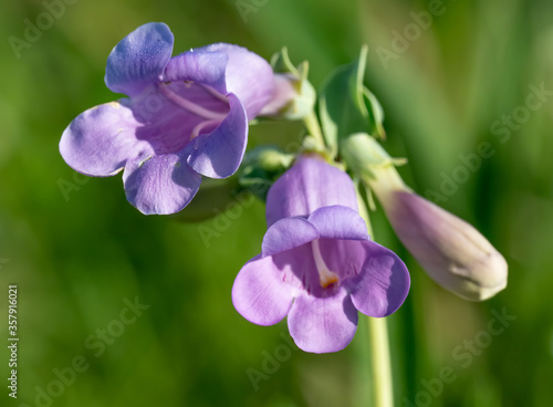 Fotografija A showy penstemon in full bloom
