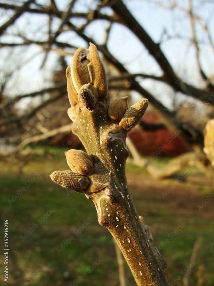 Manchurian walnut bud, Juglans mandshurica closeup in early spring. Blooming Manchurian nut tree branch. Bud opening up in detail, sprout macro. Blurred background