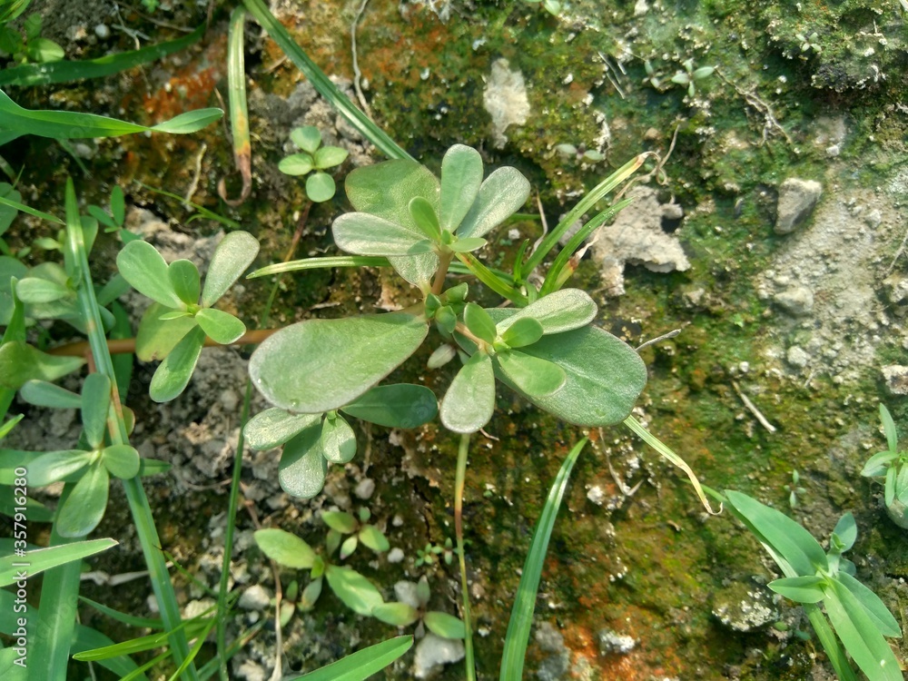Obraz premium Portulaca oleracea (also called krokot, gelang biasa, Resereyan, common purslane, verdolaga, red root, pursley) with a natural background. This plant used as vegetable and herbal plant