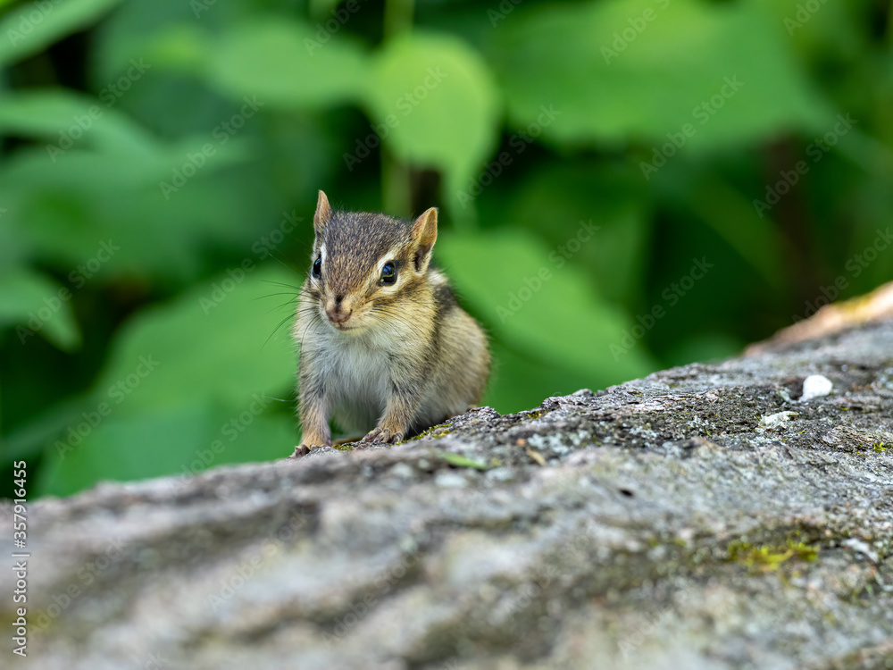 A chipmunk sits on a log in the woods