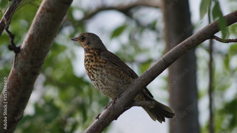 A big beautiful Jay sitting on the branch of tree A big beautiful Jay sitting on the branch of tree