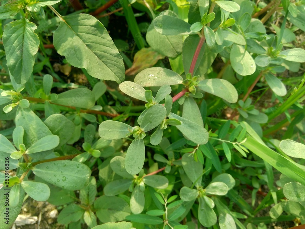 Portulaca oleracea (also called krokot, gelang biasa, Resereyan, common purslane, verdolaga, red root, pursley) with a natural background. This plant used as vegetable and herbal plant Portulaca oleracea (also called krokot, gelang biasa, Resereyan, common purslane, verdolaga, red root, pursley) with a natural background. This plant used as vegetable and herbal plant