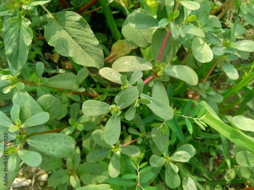 Wallpaper Mural Portulaca oleracea (also called krokot, gelang biasa, Resereyan, common purslane, verdolaga, red root, pursley) with a natural background. This plant used as vegetable and herbal plant Torontodigital.ca