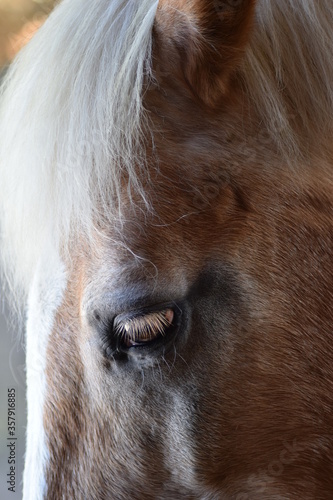 portrait of a horse