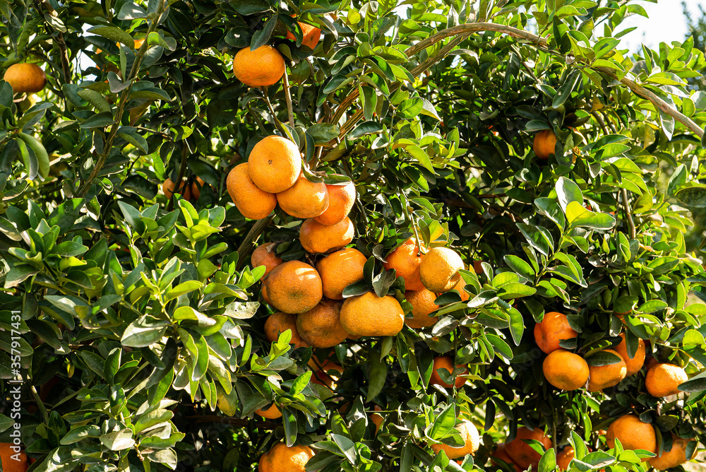 .Tangerine plantation. Tangerine on the branch.