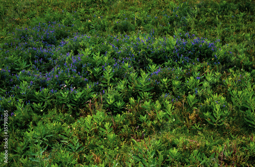 Thick green grass and purple field flowers