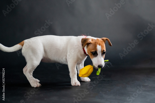 Cute little dog carries a tulip in his mouth and joyfully plays on a black background. Purebred puppy Jack Russell Terrier gives a yellow spring flower on March 8. International Women s Day.