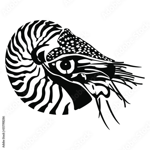 Ocean mollusk Nautilus Pompilius. Black and white silhouette. Isolated vector illustration. 