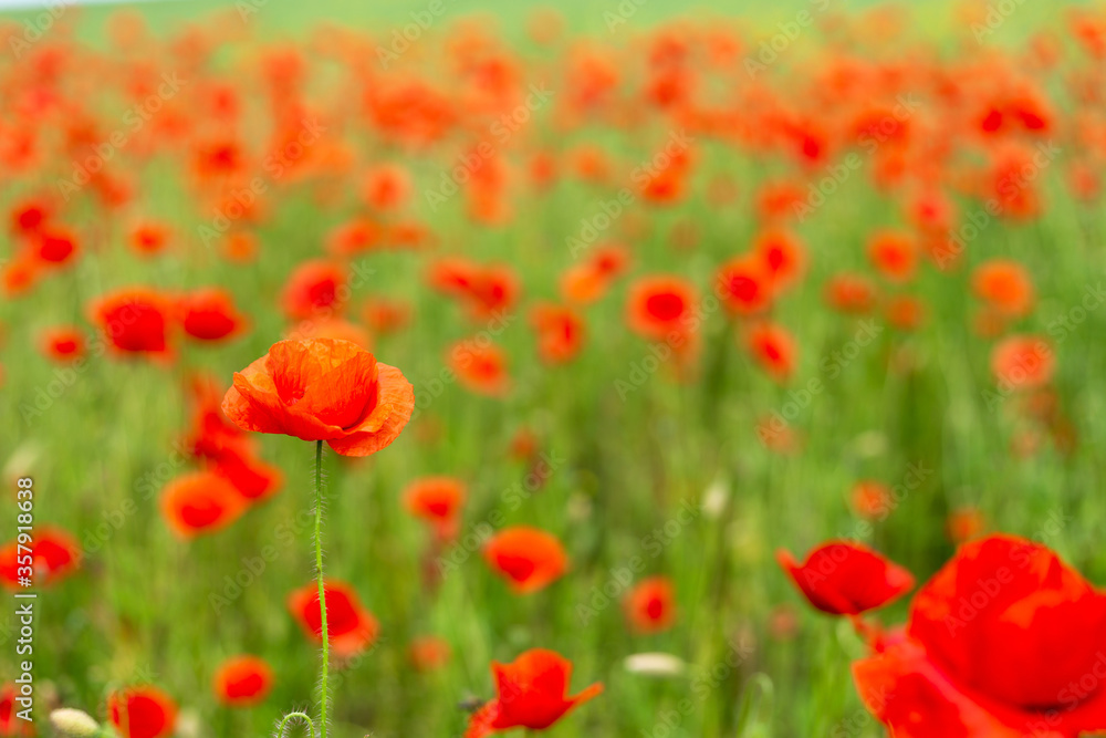 Field of poppies close up.