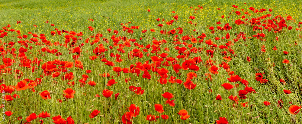 Field of poppies close up.