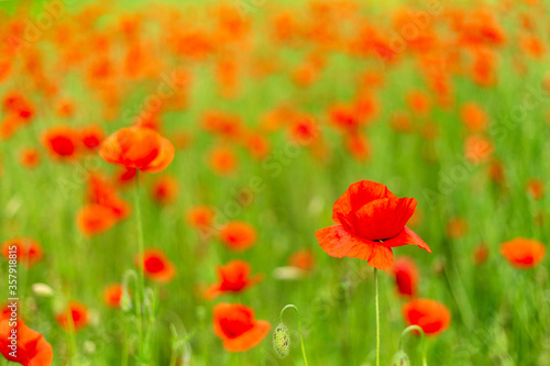 Field of poppies close up. © madredus