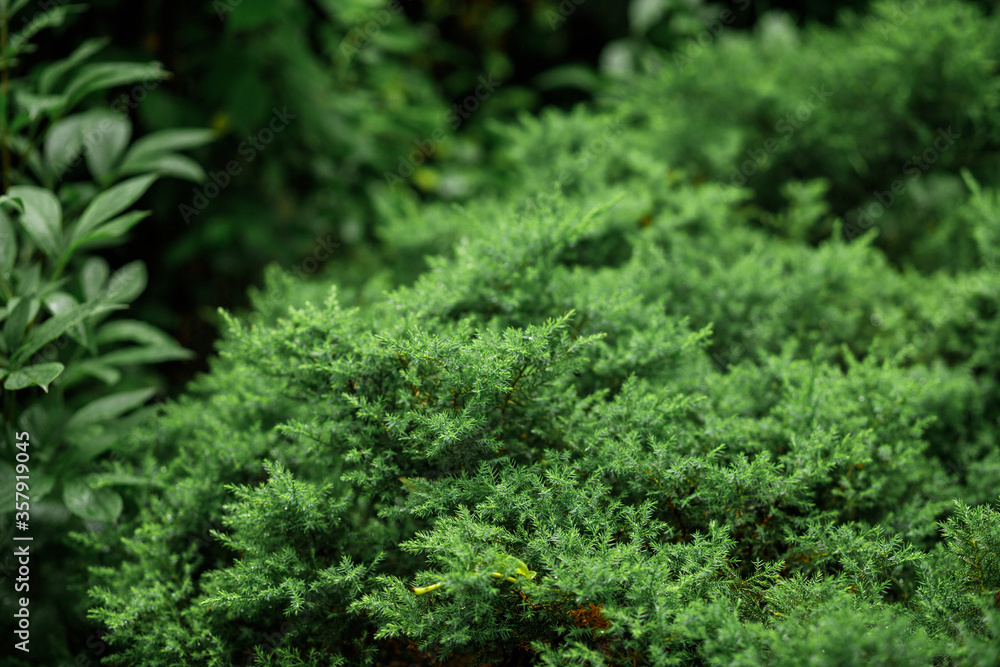 Coniferous plants, thuja evergreen ornamental