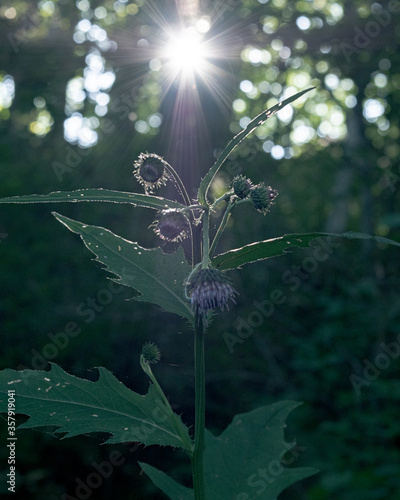 Wallpaper Mural 平岡公園のチシマアザミ（Kamchatka thistle in Hiraoka Park） Torontodigital.ca