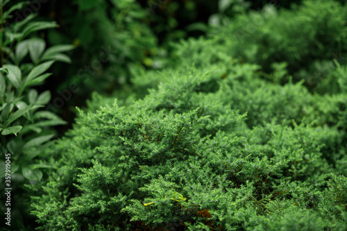 Coniferous plants, thuja evergreen ornamental