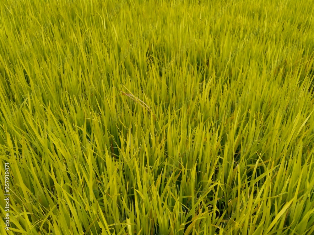 Close up of rice with natural background. The rice is on the seedbed. The rice looks so yellow and green.