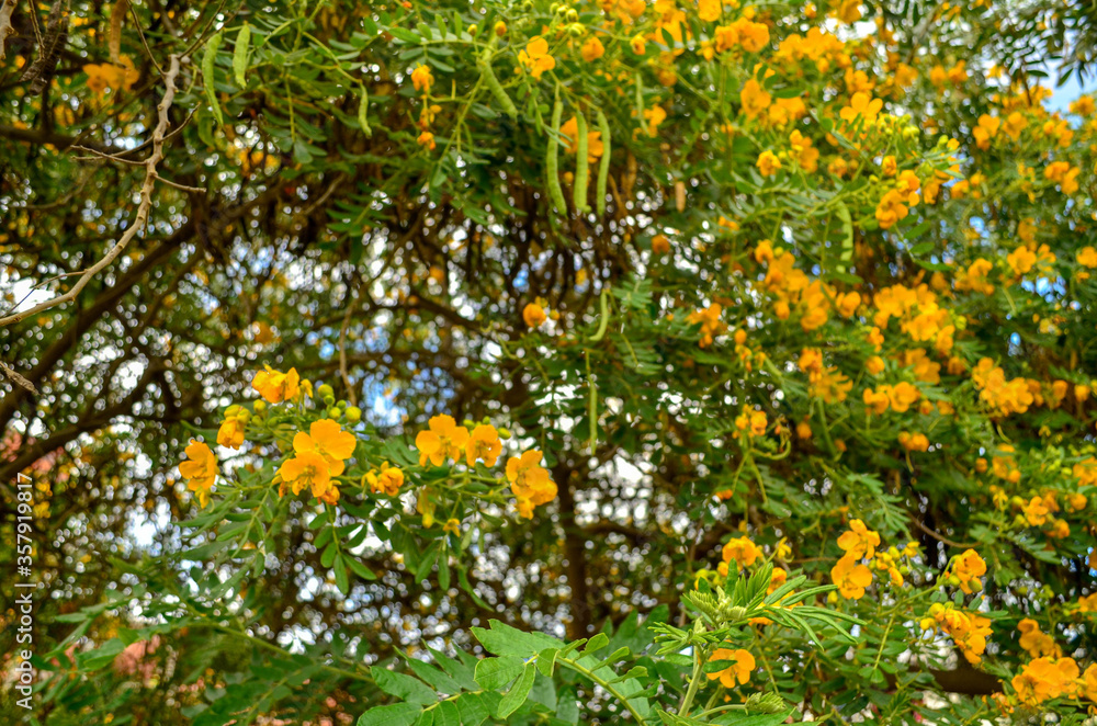 natural plants, corn plant, and rue natural plants, corn plant, and rue