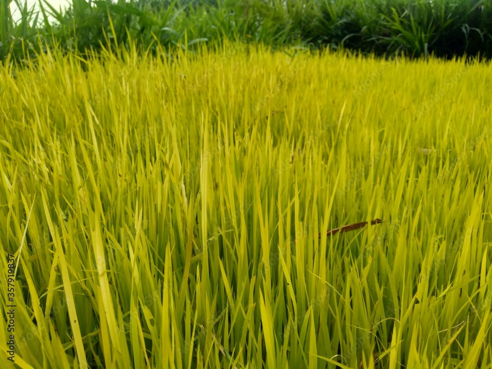 Obraz premium Close up of rice with natural background. The rice is on the seedbed. The rice looks so yellow and green.